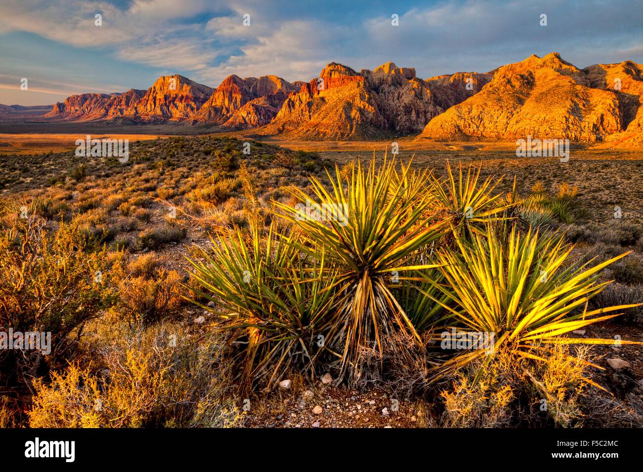 Dans les lances du yucca Red Rock Canyon National Conservation Area près de Las Vegas, Nevada. Banque D'Images