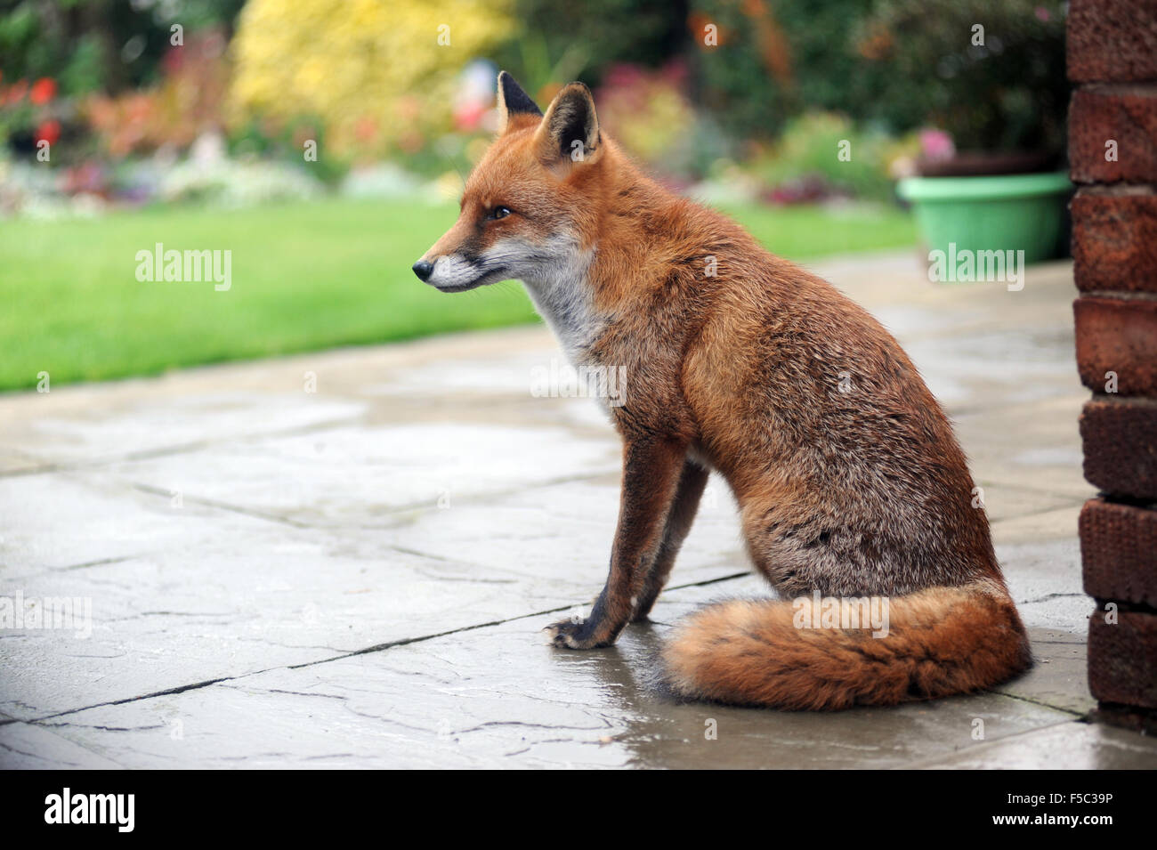 FOX SAUVAGE URBAINE DANS LE JARDIN INTÉRIEUR DE LA FAUNE NUISIBLES RENARDS RE TAME BOLD'INTERDICTION DE CHASSE CHIEN ALIMENTATION ÉVACUATION VIXEN SUBURBAN TOWN CITY UK Banque D'Images