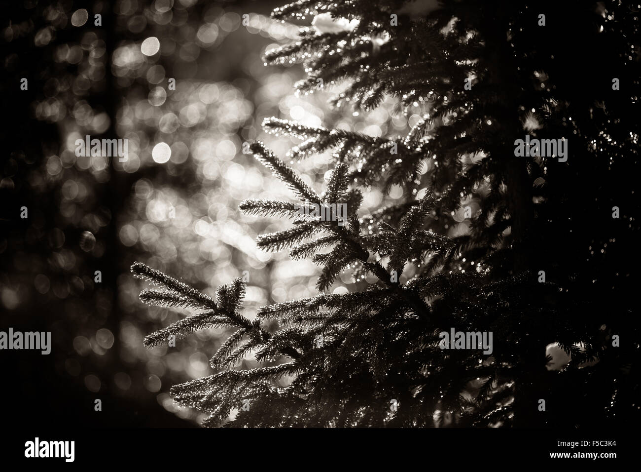 Fir cone sur une branche.Fir cone sur une branche. Banque D'Images