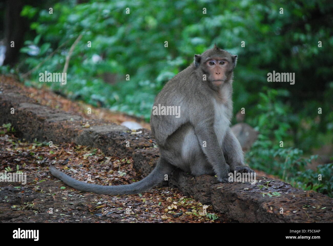 Singe Macaque Longtail. Banque D'Images