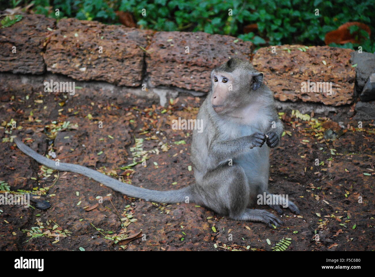 Singe Macaque Longtail. Banque D'Images