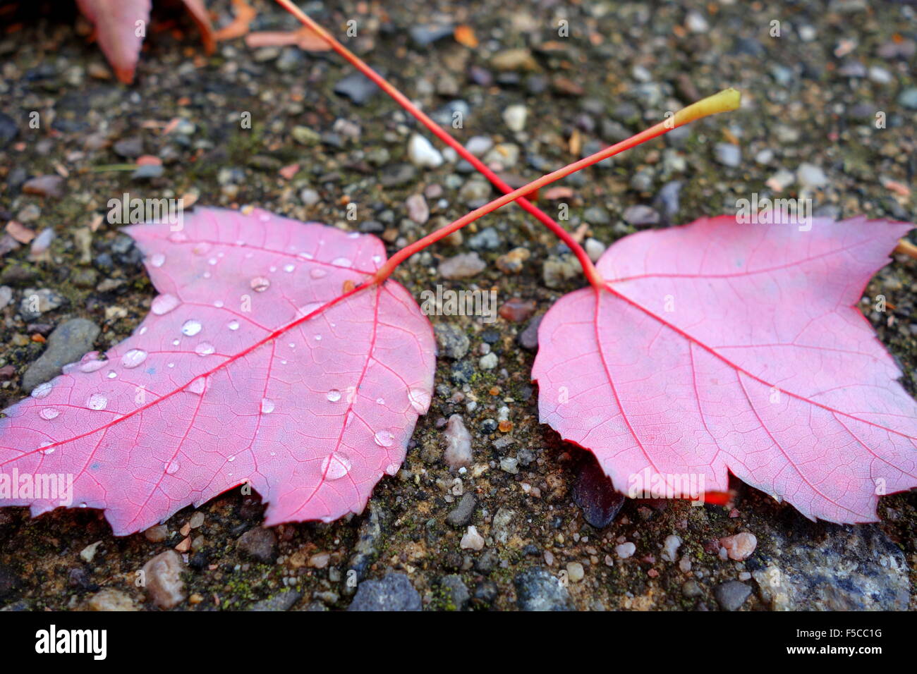 Gouttes de pluie sur les feuilles d'érable rose Banque D'Images