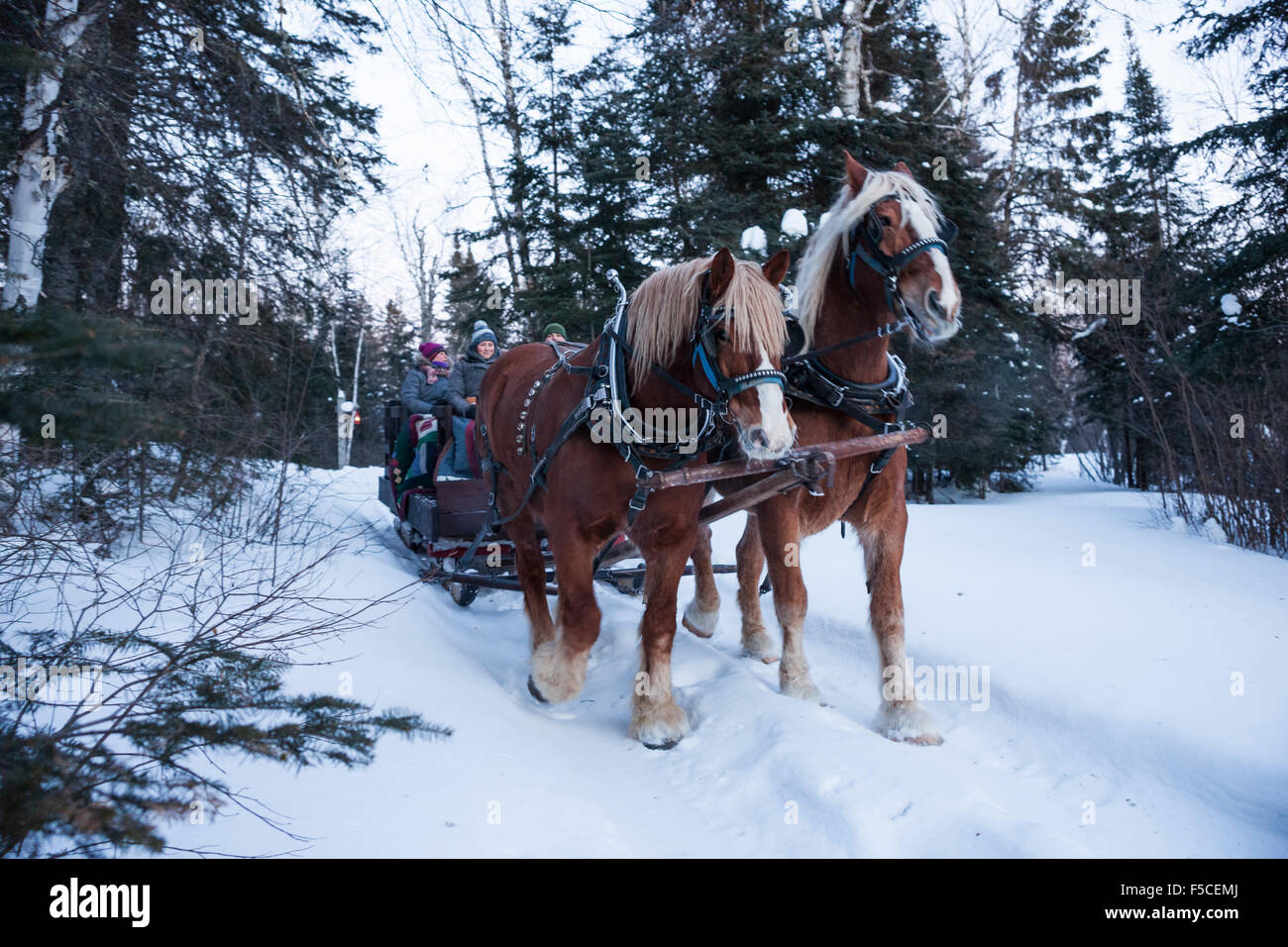 Deux chevaux Belgique tirer un traîneau de personnes grâce à un hiver enneigé wonderland, Gunflint Trail, MN, USA Banque D'Images