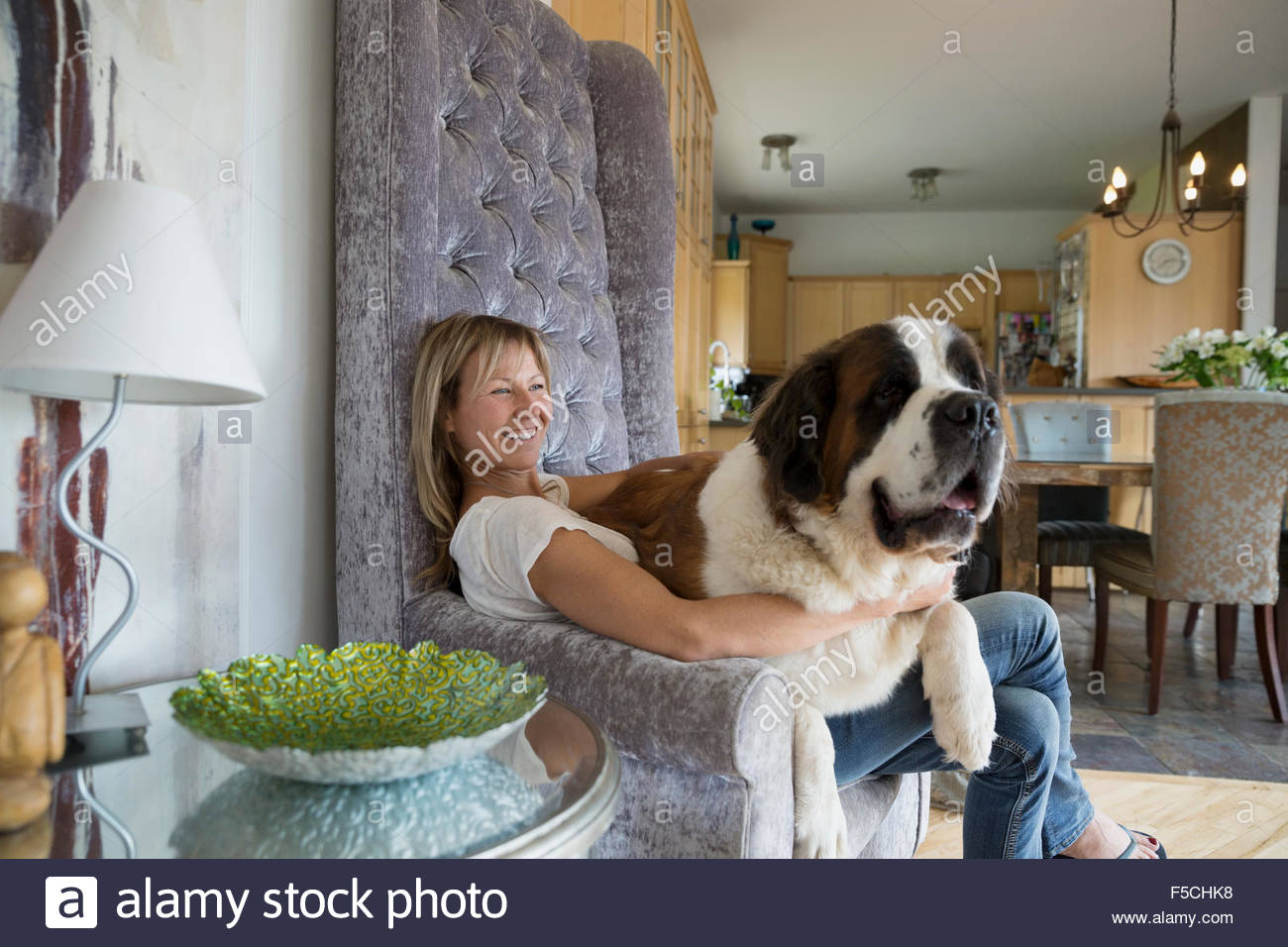Saint Bernard chien assis sur les genoux de femme fauteuil Banque D'Images