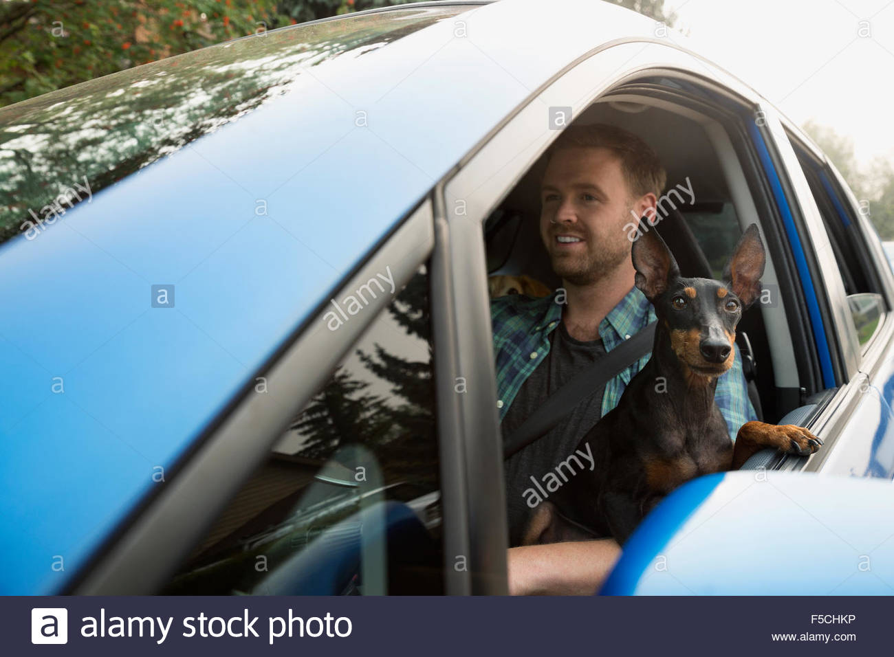 Homme conduisant sa voiture avec fenêtre penchée tour chien Banque D'Images