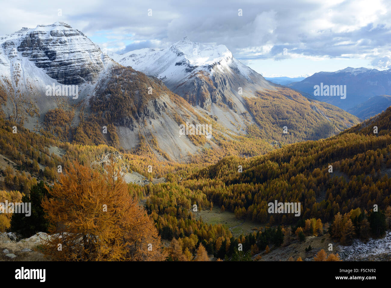 Première neige de l'automne et des larches jaunes.Tête de Gorgias (pic gauche) et Roche Grande (pic le plus éloigné).Entraunes, Alpes-Maritimes, France. Banque D'Images