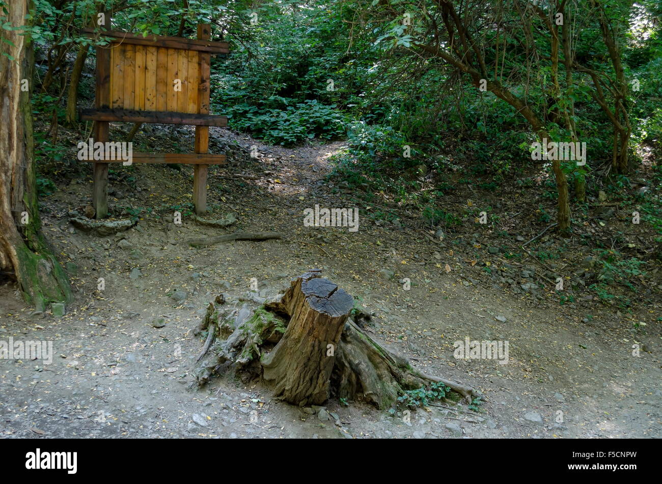 Début de l'éco trail de la montagne Vitosha, Bulgarie Banque D'Images