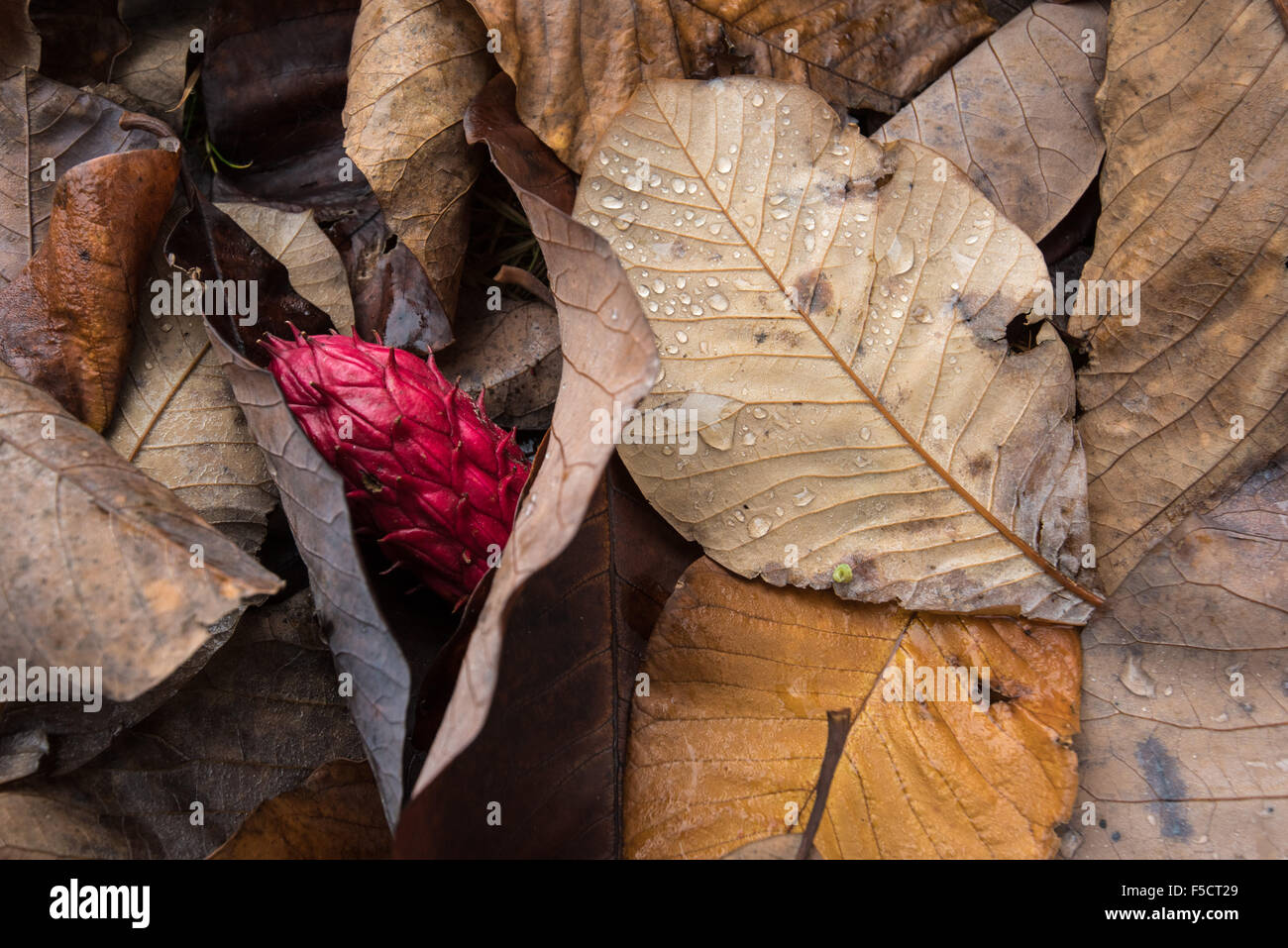 Couleur d'automne au jardin borde Hill. Magnolia feuilles et fruits tombés Banque D'Images