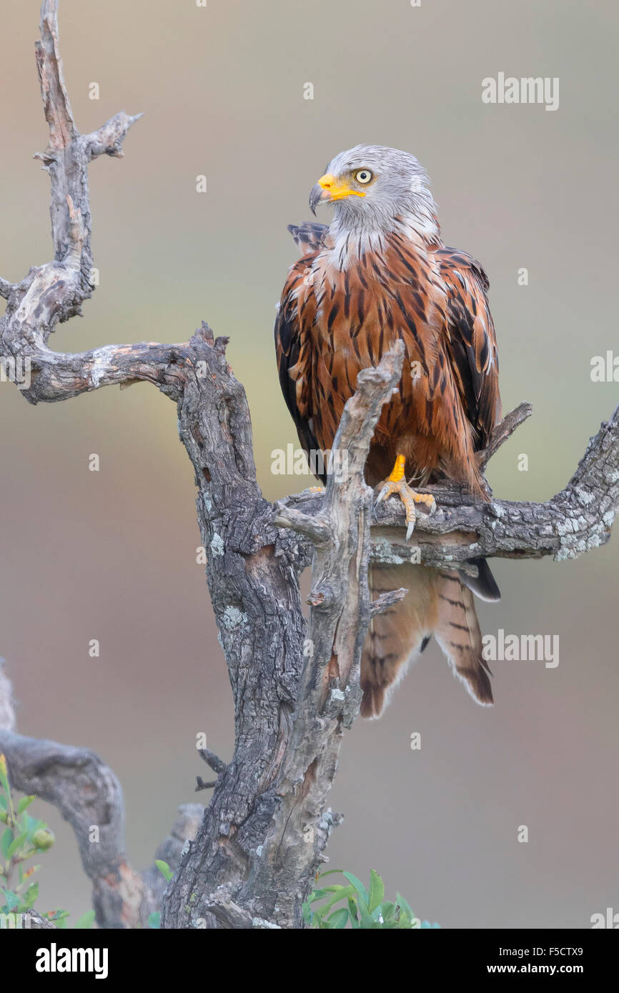 Red Kite, Adulte perché sur un arbre mort, Basilicate, Italie Banque D'Images