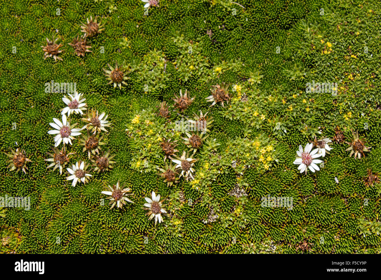 Fleurs alpines prostré, famille des Asteraceae sur un pic andin balayées par près de Papallacta, l'Équateur, altitude 4500 m Banque D'Images