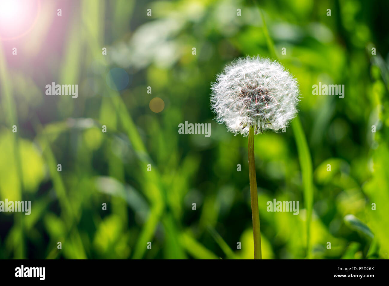 Gros plan du pissenlit sur fond naturel avec sunlights Banque D'Images