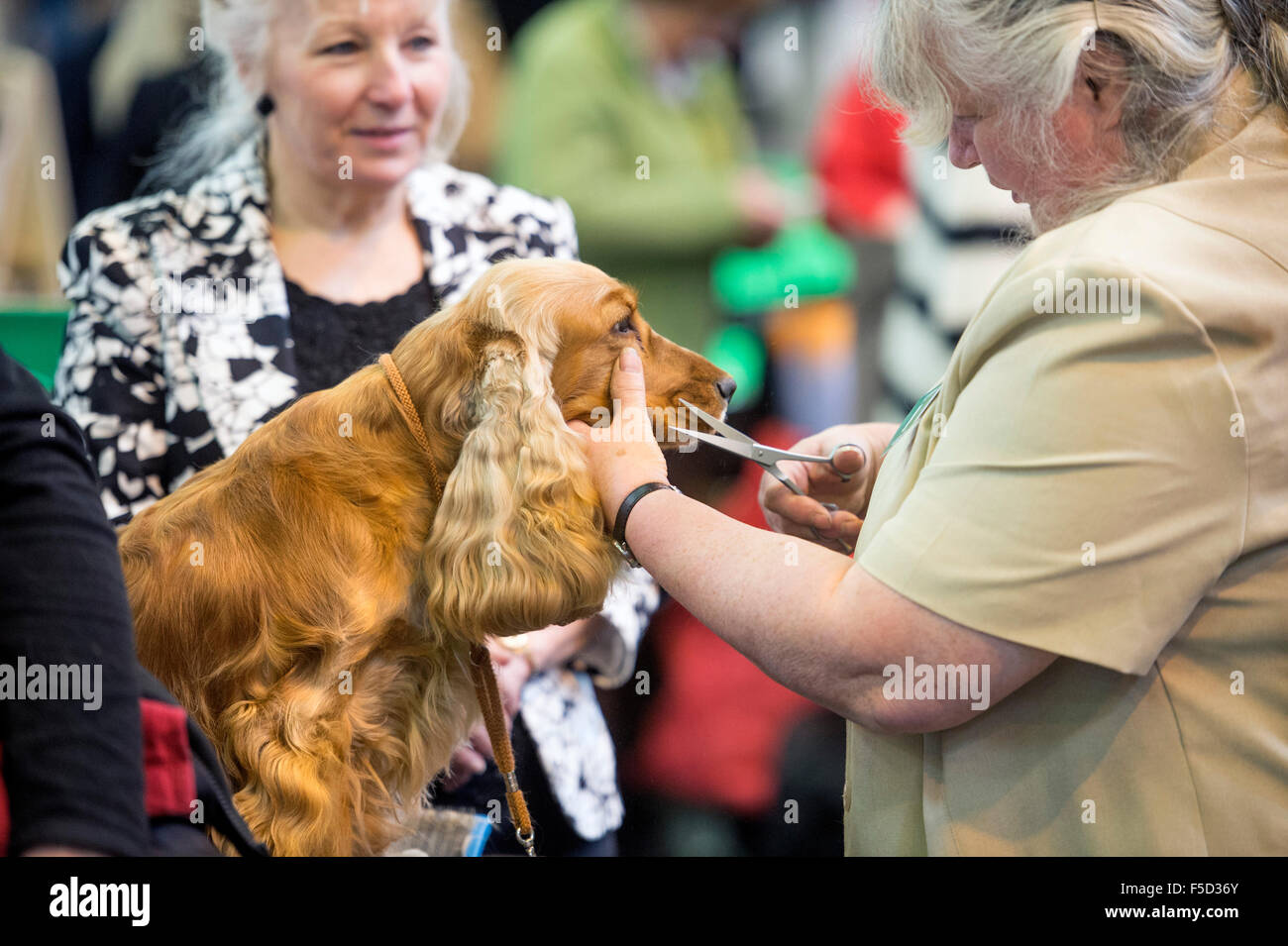Crufts dog show à NEC, Birmingham - Un Cocker Anglais a ses moustaches taillées Banque D'Images