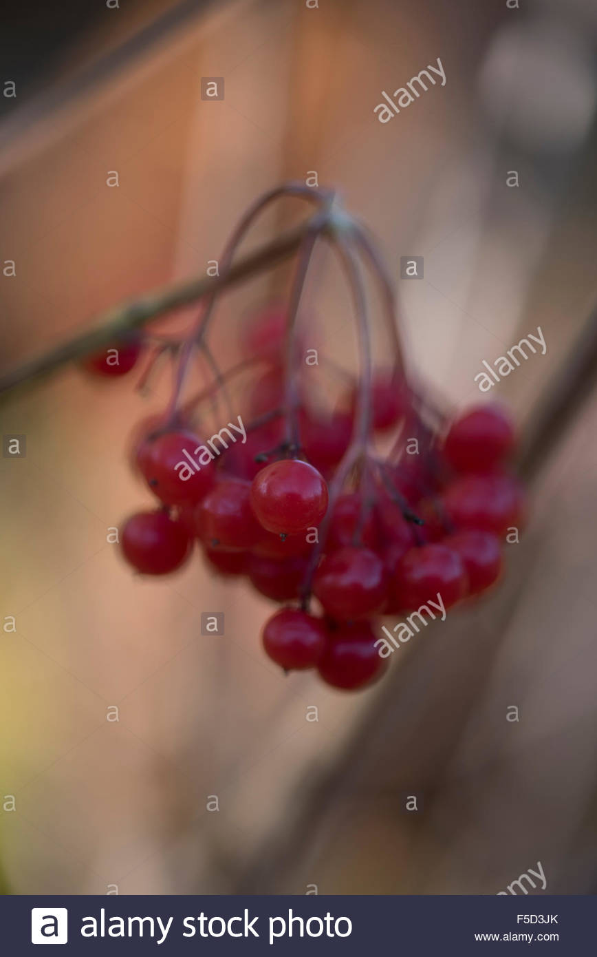 Viburnum Opulus Autumn Photos Viburnum Opulus Autumn Images Alamy