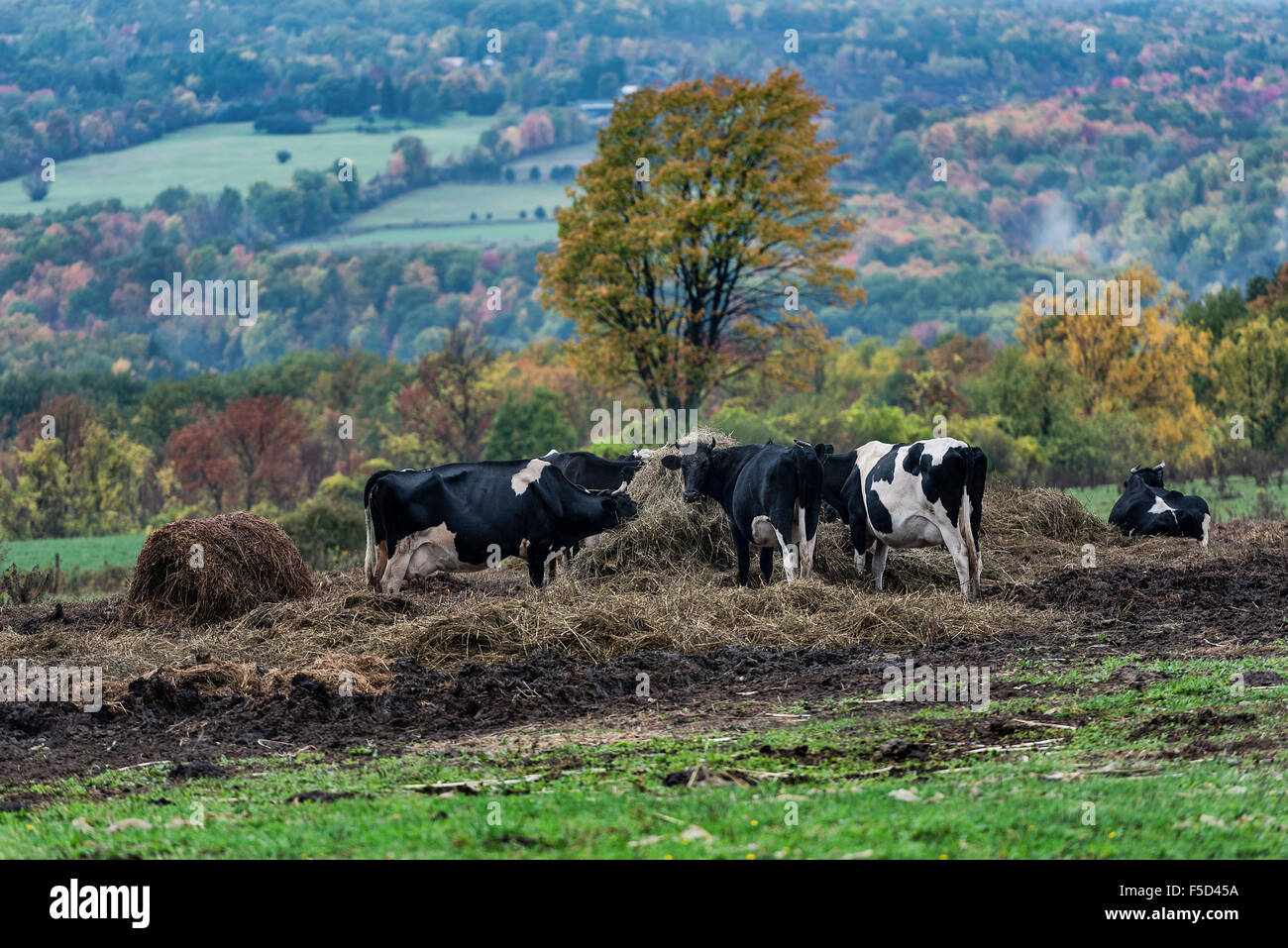 Steer se nourrissent de foin dans un pâturage d'automne vallonnée, Watkins Glen, New York, USA Banque D'Images
