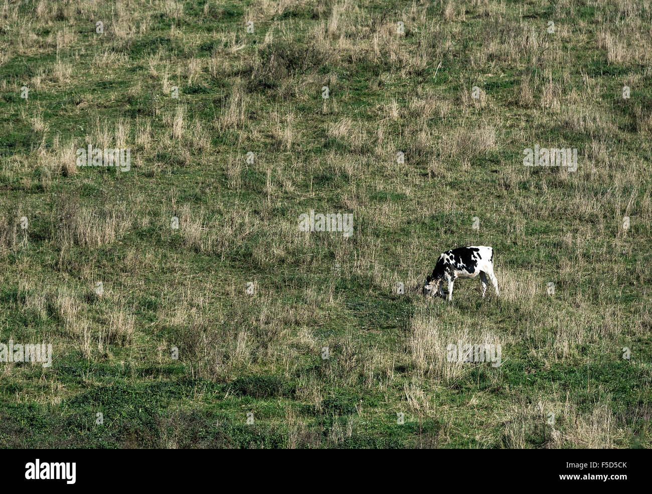 Vache broute des pâturages à flanc de colline, Madison, New York, USA Banque D'Images
