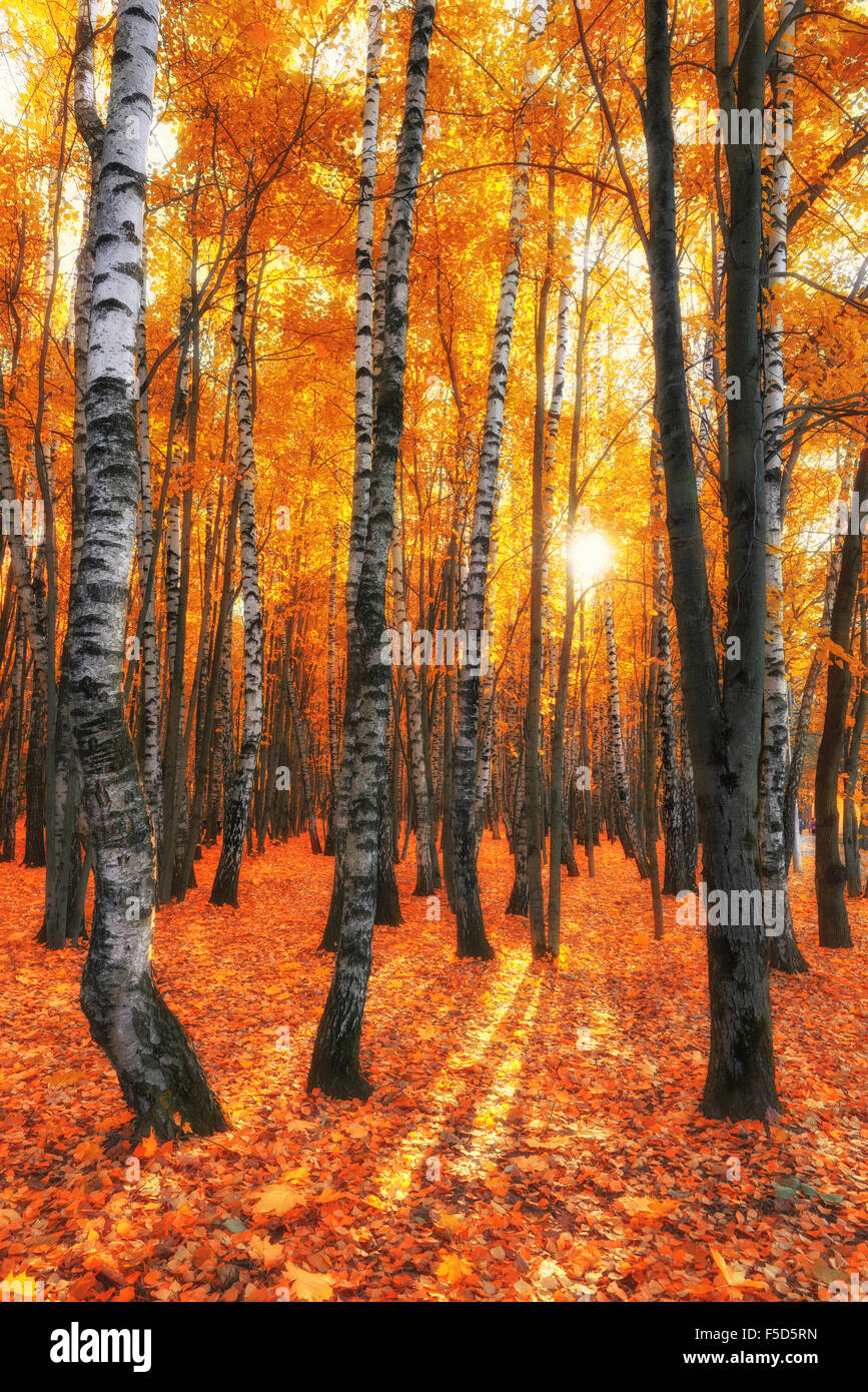Automne forêt de bouleaux avec soft lumière dorée, Sibérie, Russie Banque D'Images