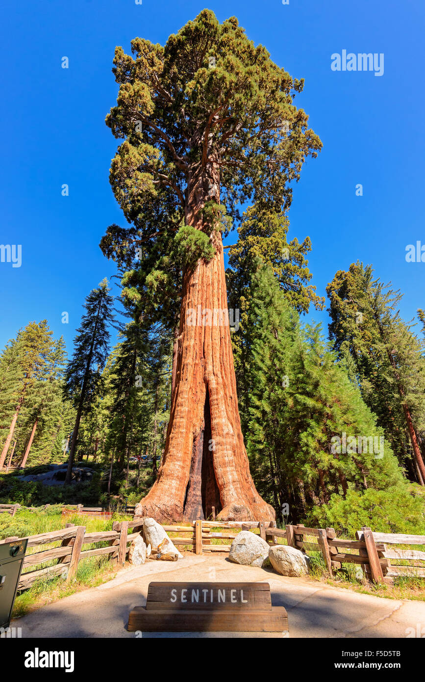 Arbre séquoia géant Sentinel en Sequoia National Park, Californie Banque D'Images