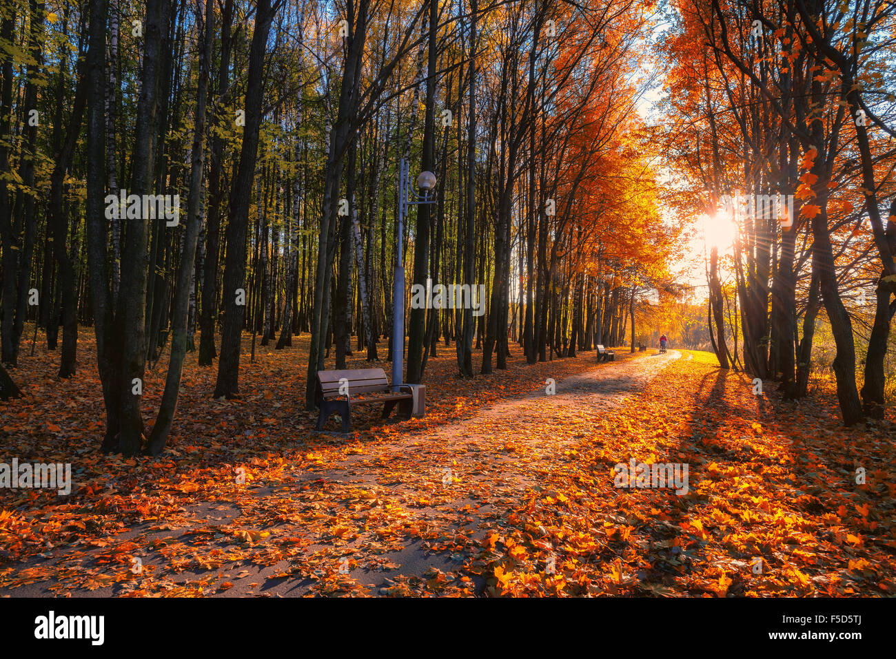 Feuillage coloré à l'automne park Banque D'Images