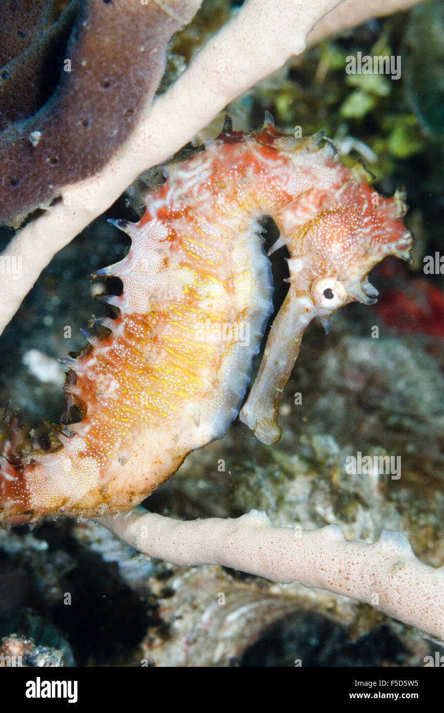 Question épineuse" (Hippocampus histrix) Détroit de Lembeh, Indonésie Banque D'Images