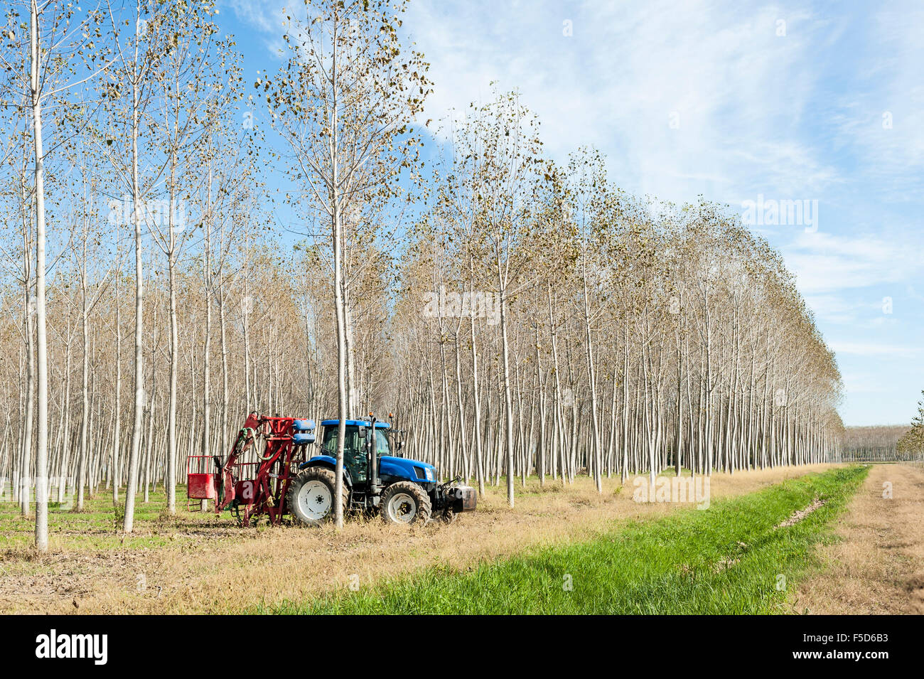 Poplar Grove. Le tracteur à l'aide de machines pour l'élagage des branches Banque D'Images