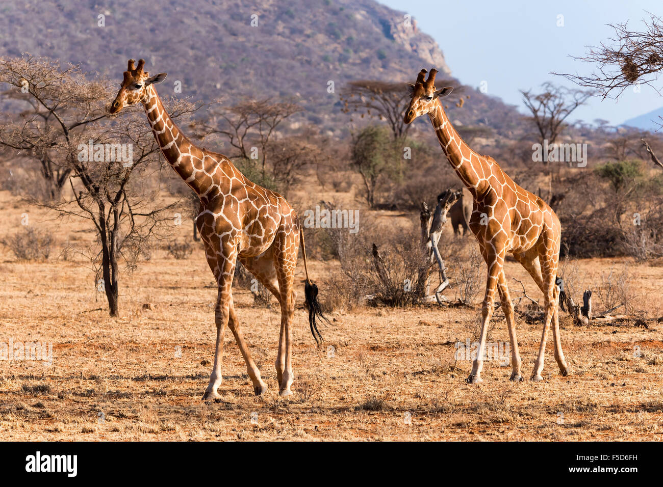 Les Girafes réticulée ou Somali girafes (Giraffa camelopardalis reticulata) tourne, la réserve nationale de Samburu, Kenya Banque D'Images