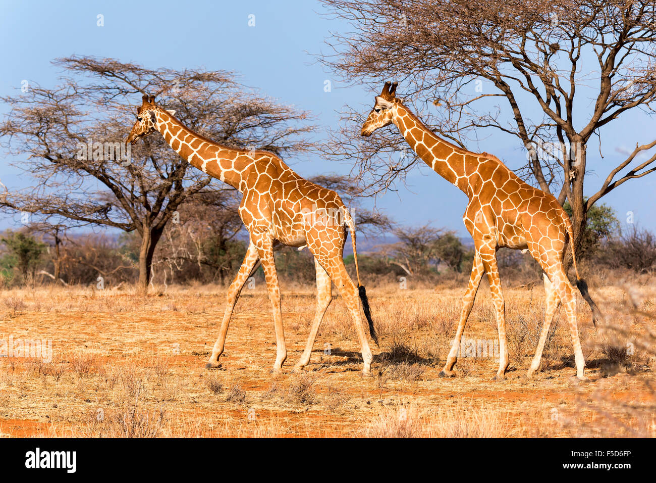 Les Girafes réticulée ou Somali girafes (Giraffa camelopardalis reticulata) passant par l'acacia (Acacia sp.) Banque D'Images
