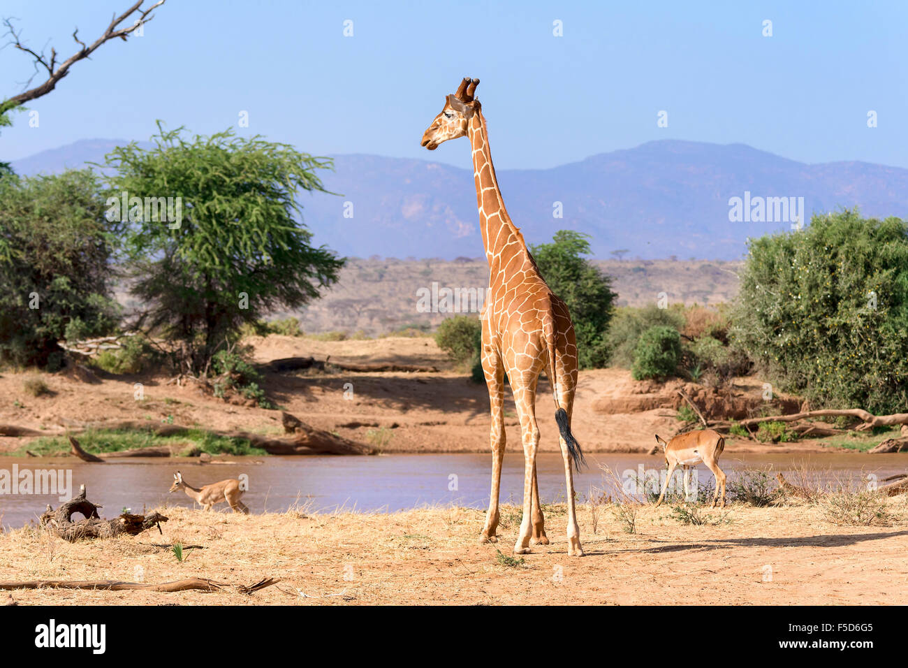Giraffe réticulée ou Somali Girafe (Giraffa camelopardalis reticulata) par la rivière, la réserve nationale de Samburu, Kenya Banque D'Images