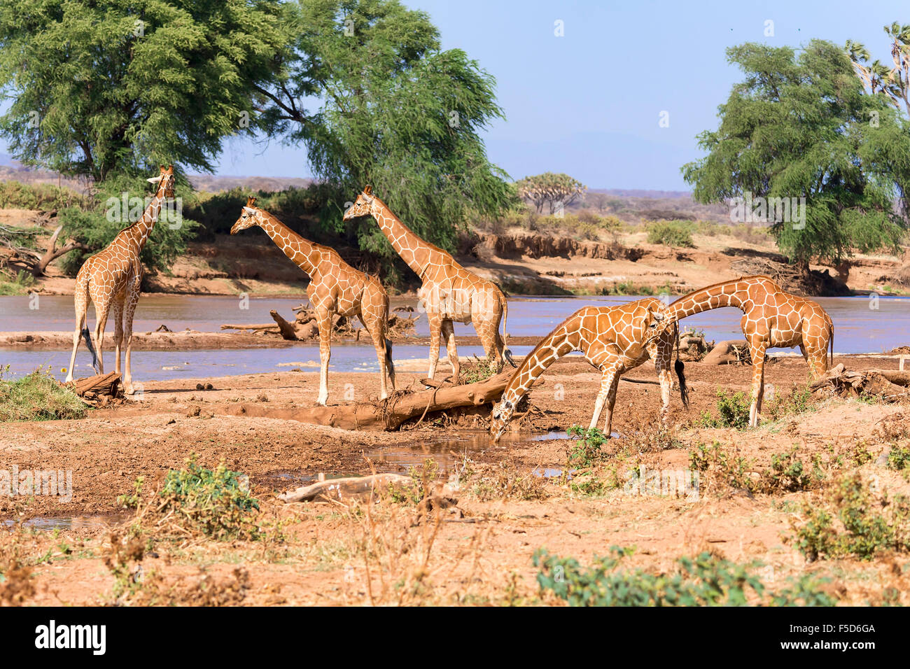 Les Girafes réticulée ou Somali girafes (Giraffa camelopardalis reticulata) boire à la rivière, la réserve nationale de Samburu, Kenya Banque D'Images