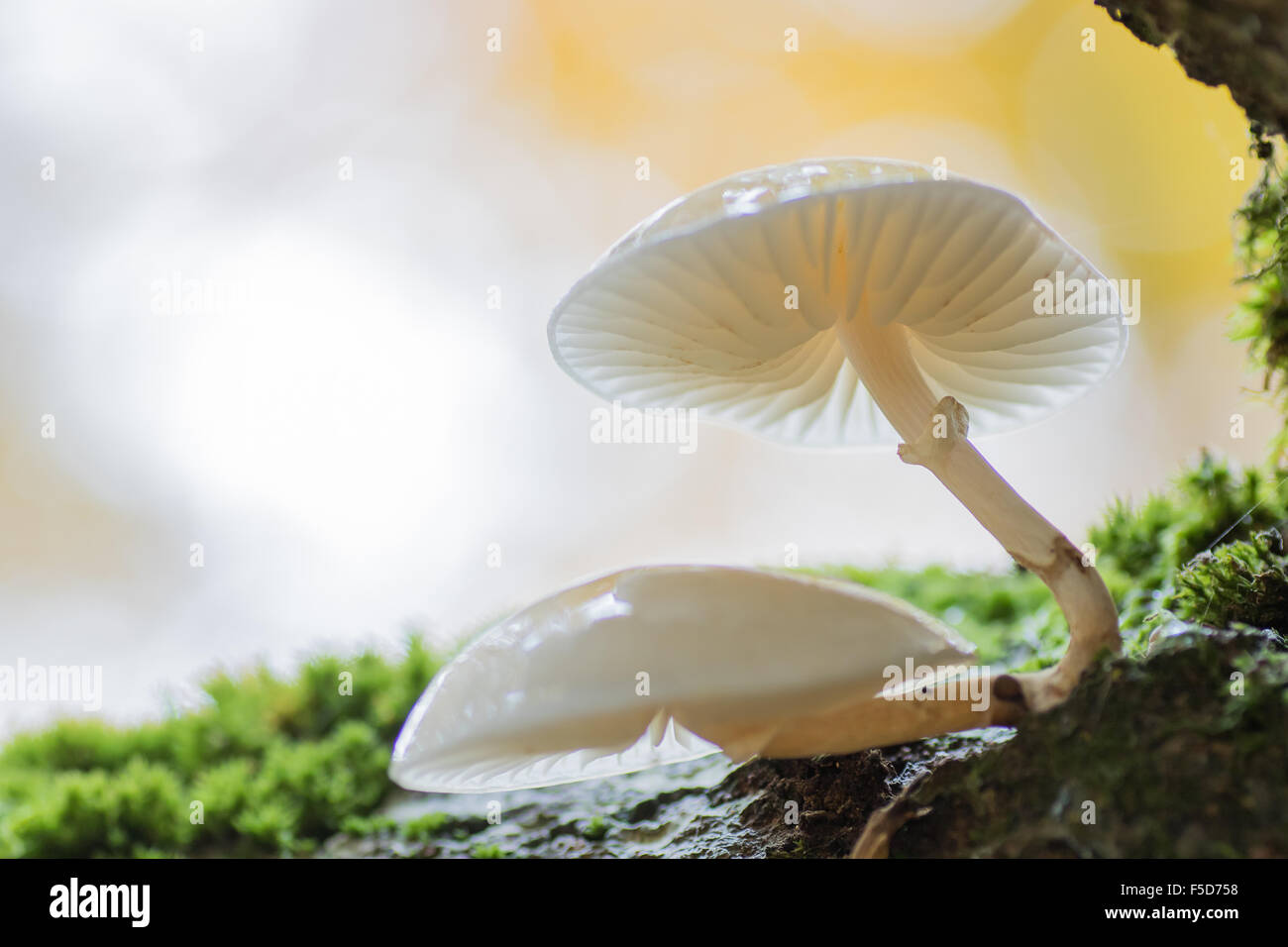 Tasses de champignons (Oudemansiella mucida), Hesse, Allemagne Banque D'Images