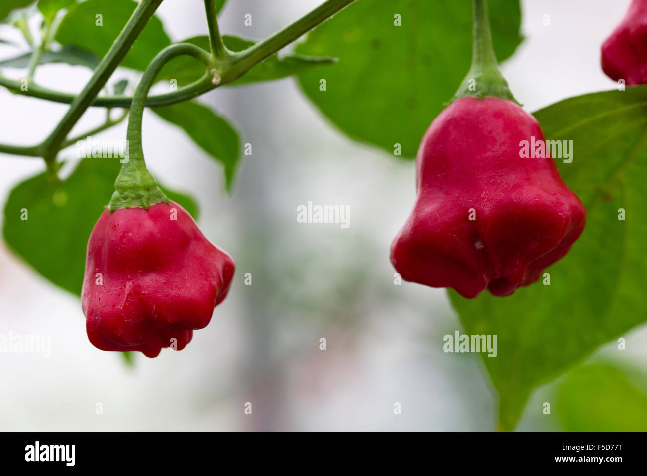 Fruits rouges de l'extrêmement piment Capsicum chinense, "Scotch Bonnet', poussant sur une plante cultivée Banque D'Images
