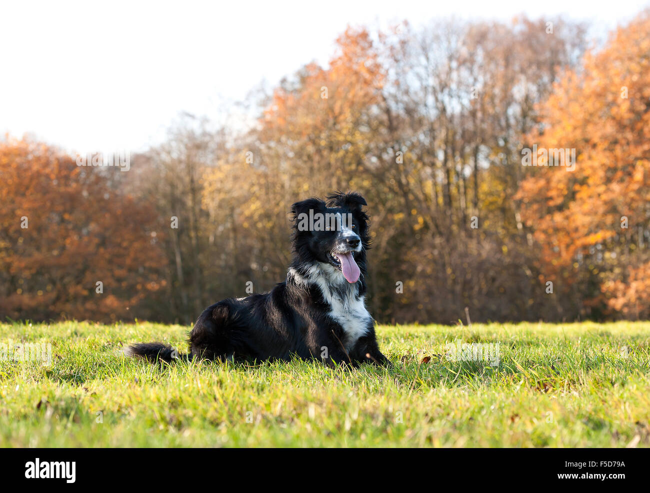 Chien couché sur l'herbe Banque D'Images