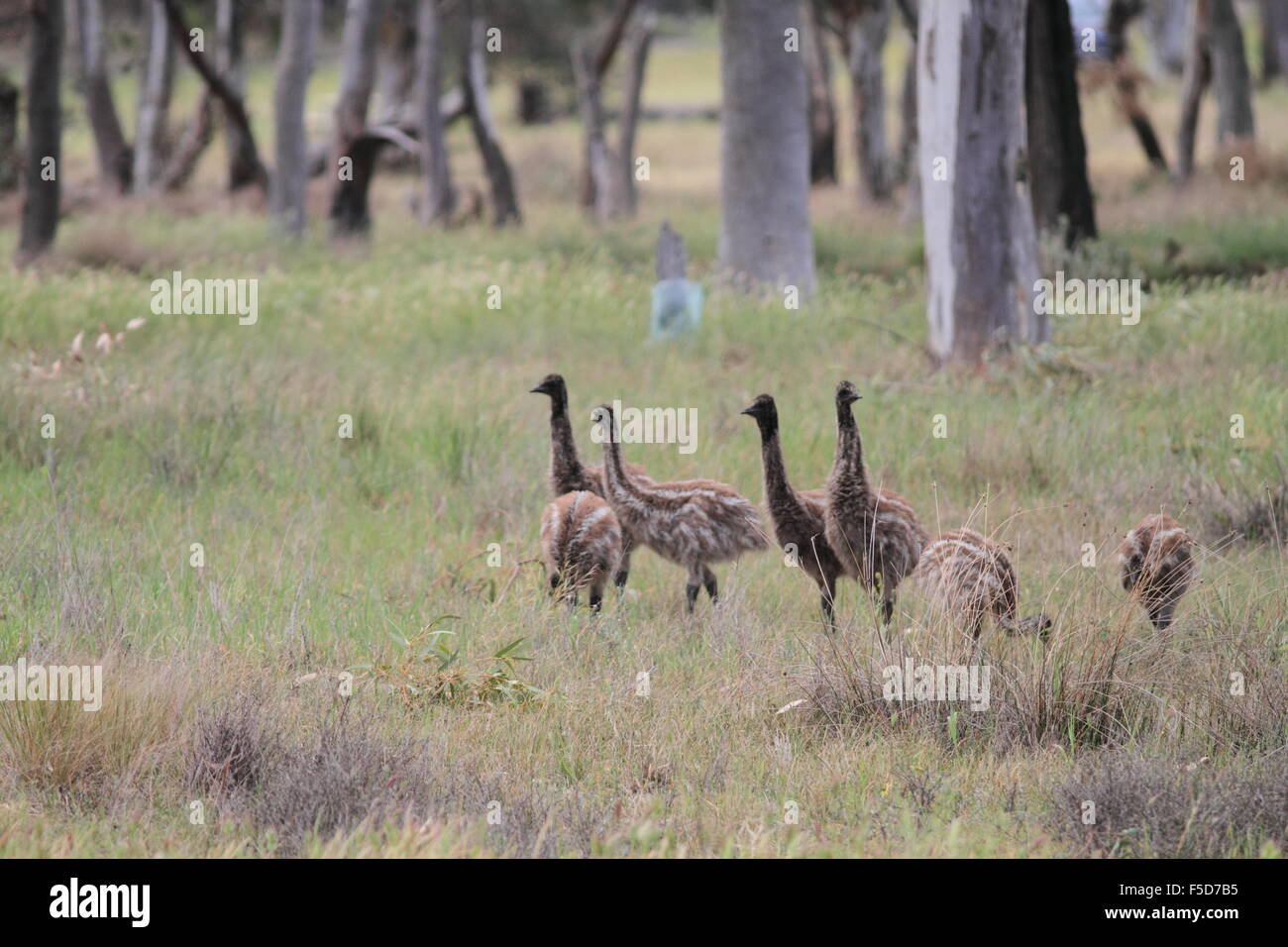 Emu sauvages dans l'outback australien, se promènent en liberté Banque D'Images