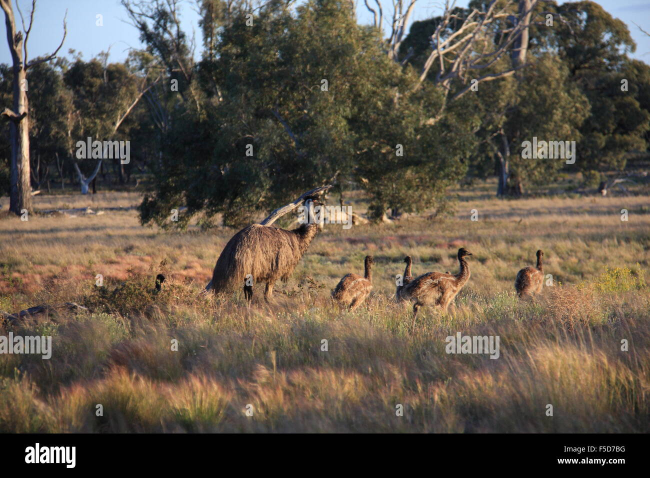 Emu sauvages dans l'outback australien, se promènent en liberté Banque D'Images