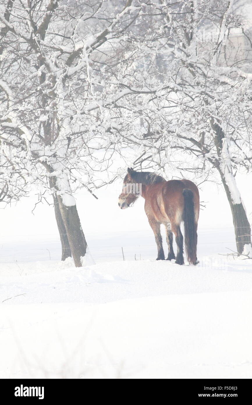 Projet d'Amish horse entre les arbres enneigés. Banque D'Images