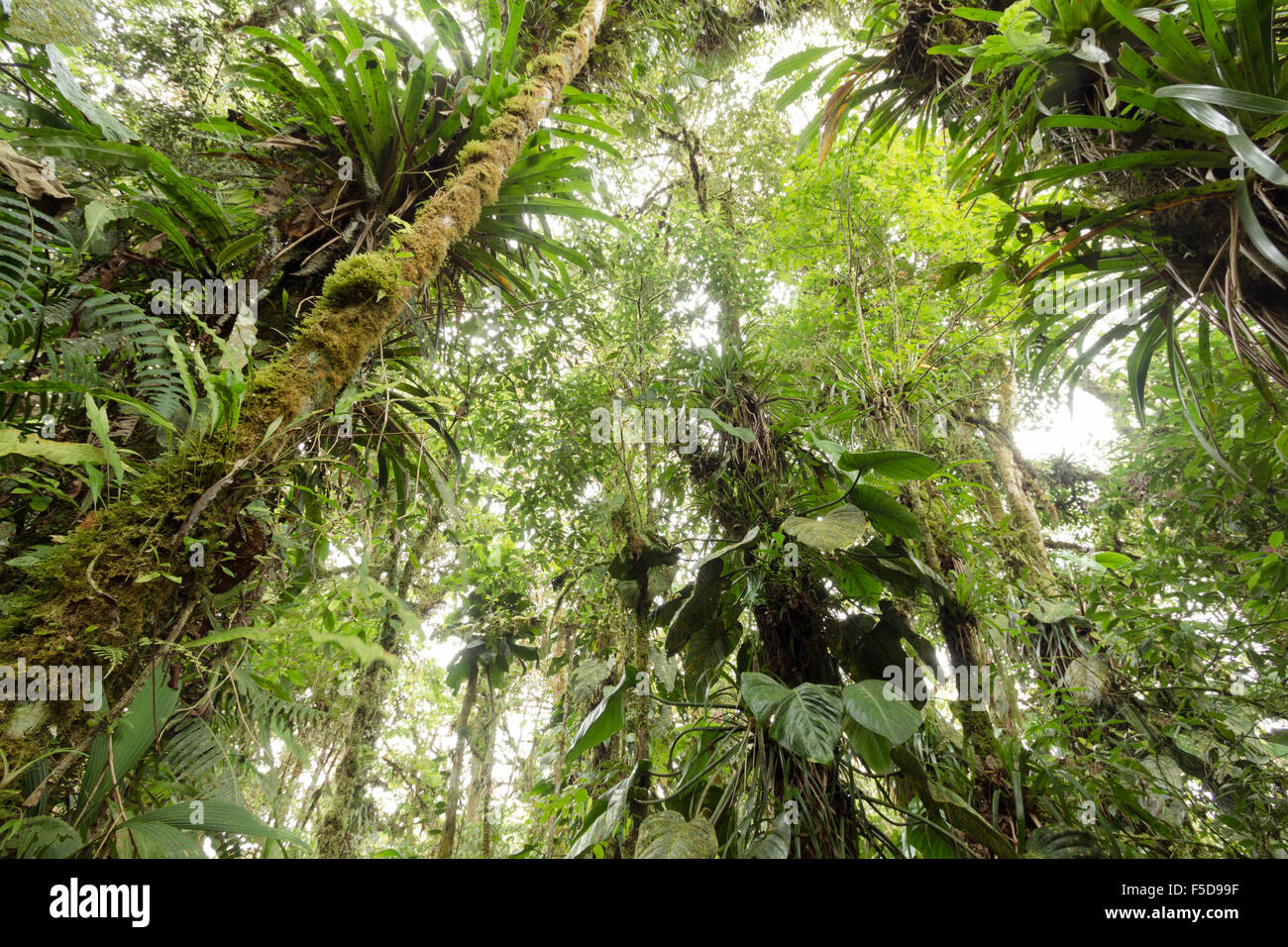 Dans les arbres chargés d'épiphytes cloudforest humide à 2 200 m d'altitude sur le versant amazonien de la Cordillère des Andes en Equateur Banque D'Images
