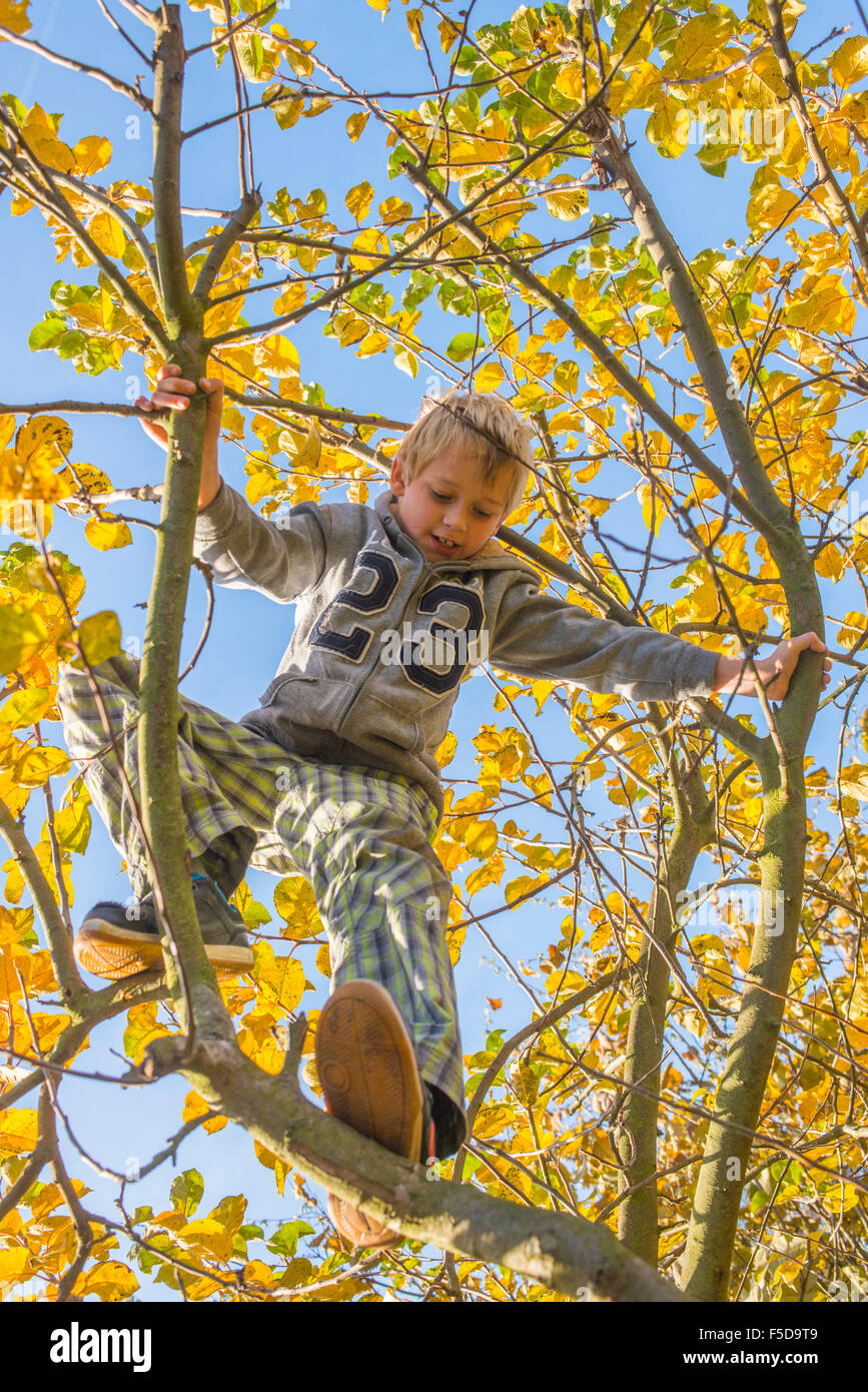 Garçon enfant sur l'accrobranche, journée ensoleillée, ciel bleu Banque D'Images