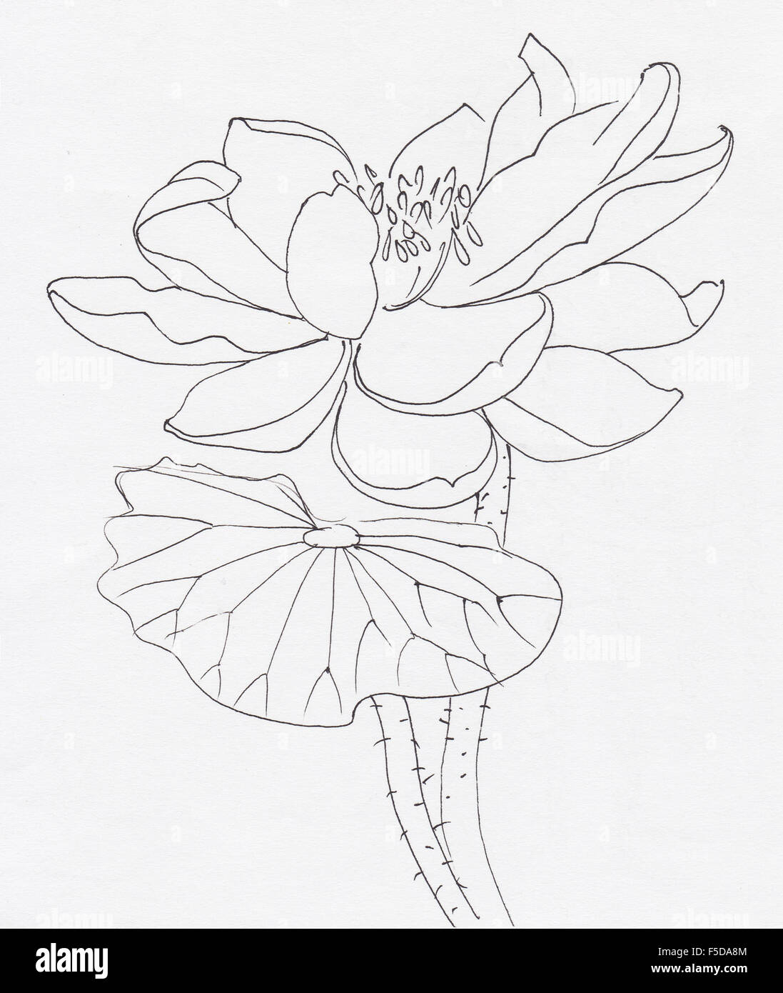 Fleur De Lotus Stylo Encre Dart De La Ligne De Dessin