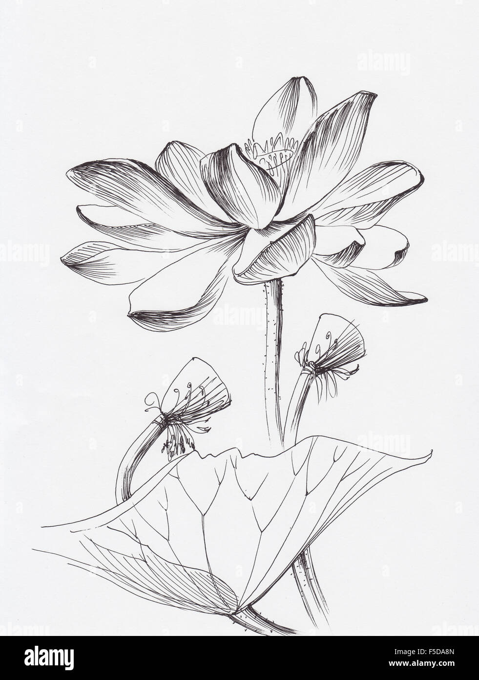 Fleur de Lotus stylo encre d'art de la ligne de dessin. Style d'origine. Banque D'Images
