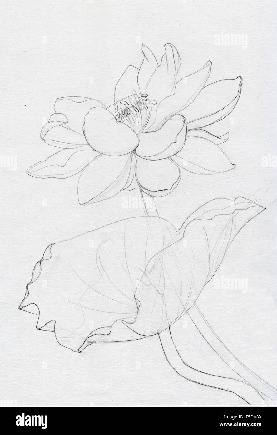 Fleur de Lotus stylo encre d'art de la ligne de dessin. Style d'origine. Banque D'Images