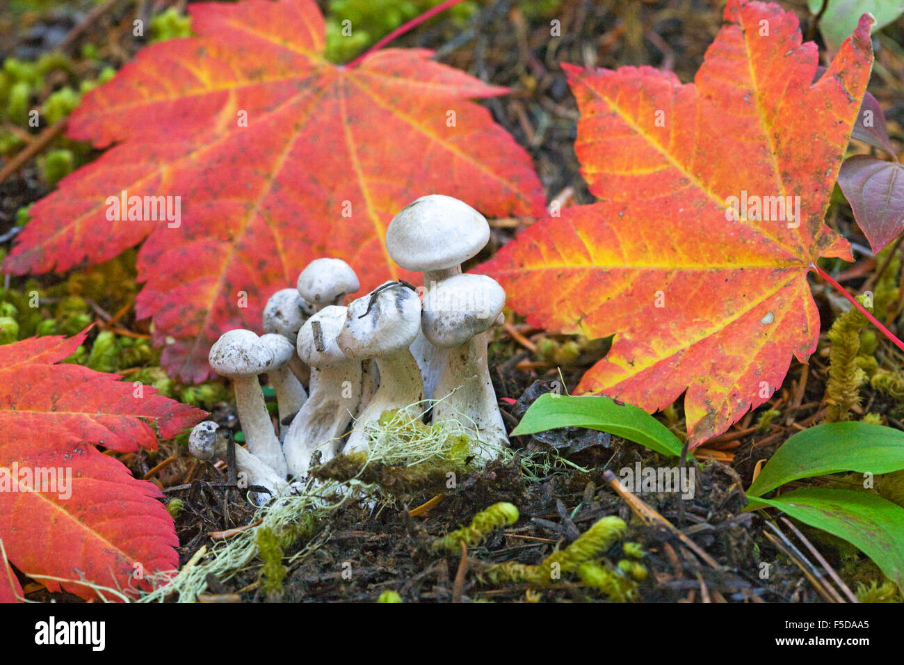 L'Armillaria mellea, ou de petits champignons au miel, grandissant dans le nord-ouest du Pacifique Banque D'Images