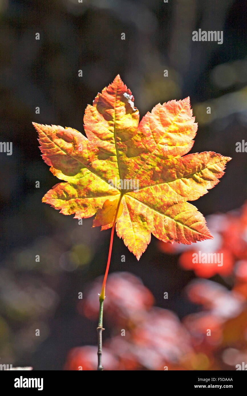 Vine feuilles d'érable couleur de turing en septembre dans l'Oregon Cascade Mountains Banque D'Images