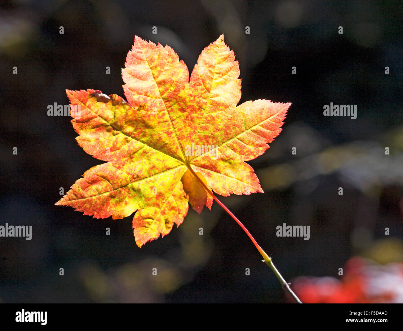 Feuille d'érable de la vigne à l'automne dans l'Oregon Cascades Banque D'Images