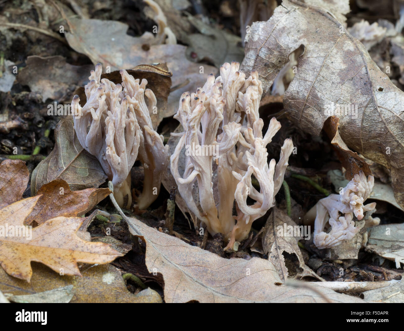 De l'automne. Clavulina cinerea, corail champignon en bois de chêne. Banque D'Images
