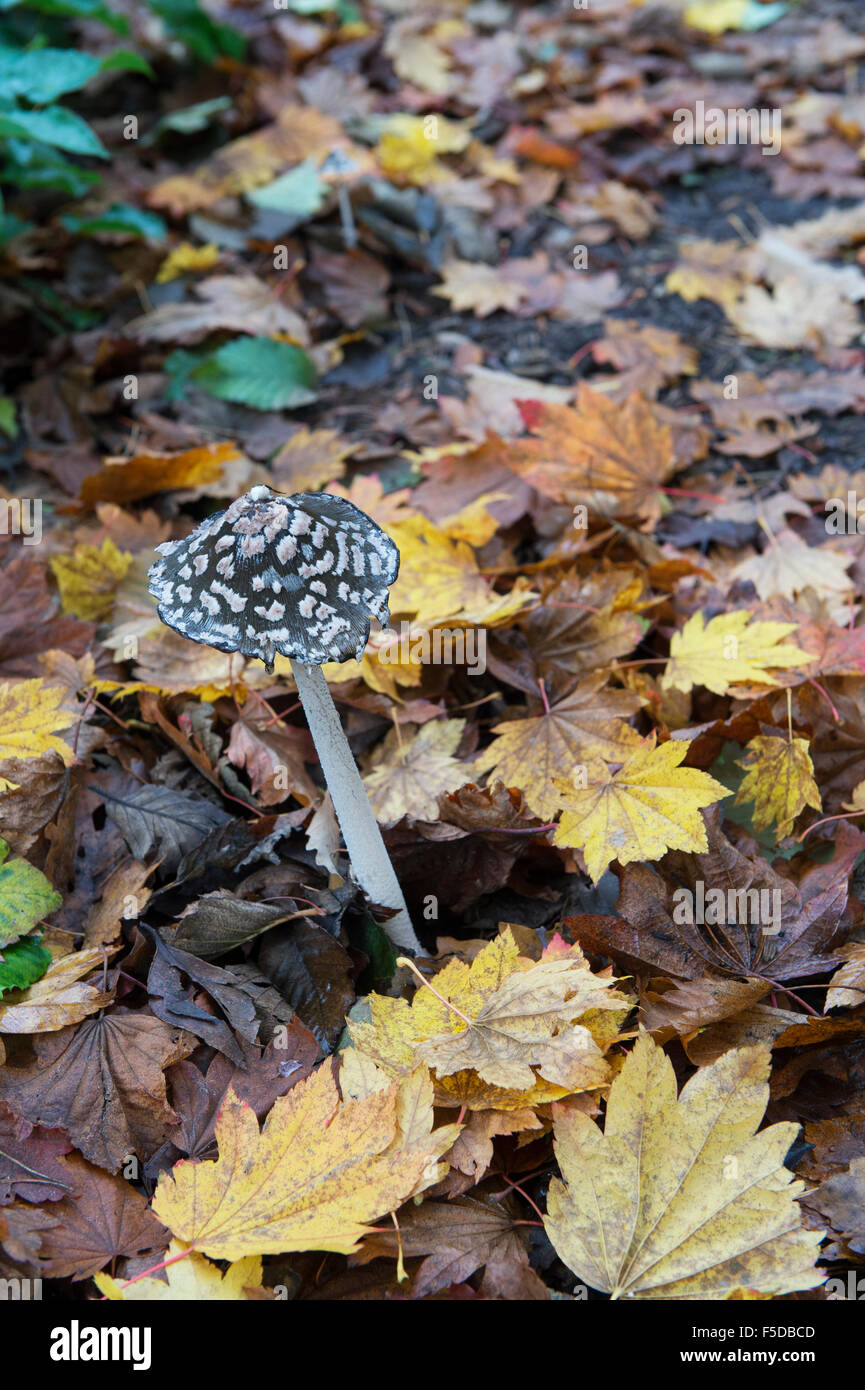 Coprinopsis picacea. Inkcap Magpie mushroom en automne. UK Banque D'Images