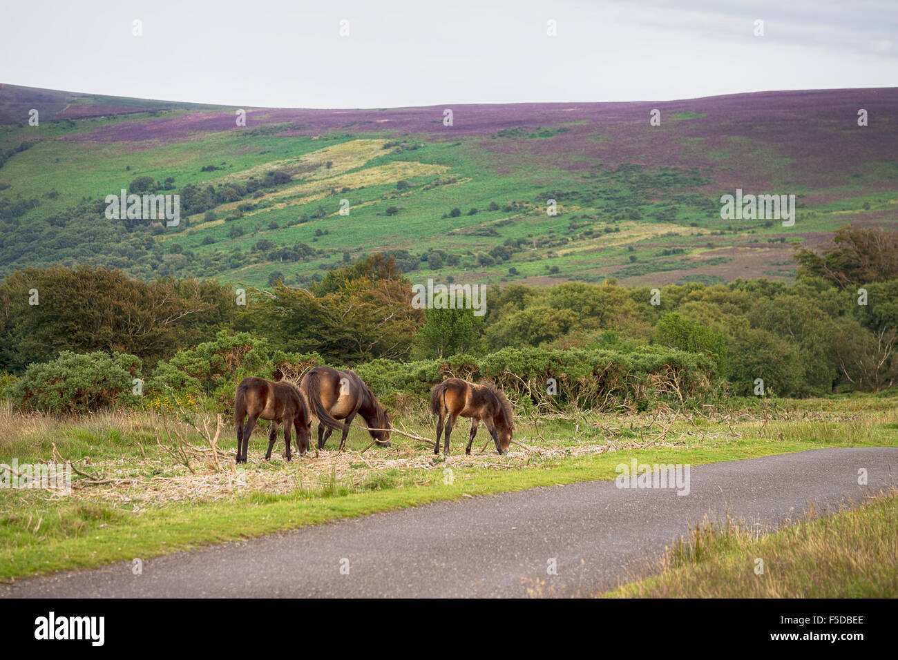 Poneys Exmoor authentique. Deevon, UK. Heather derrière. Banque D'Images