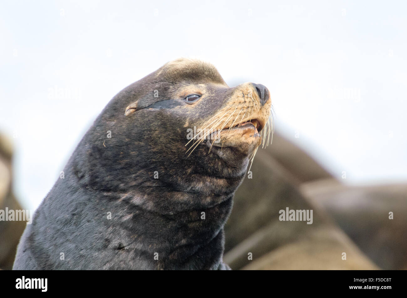 De Californie (Zalophus californianus) close-up de tête, Fanny Bay , British Columbia, Canada Banque D'Images