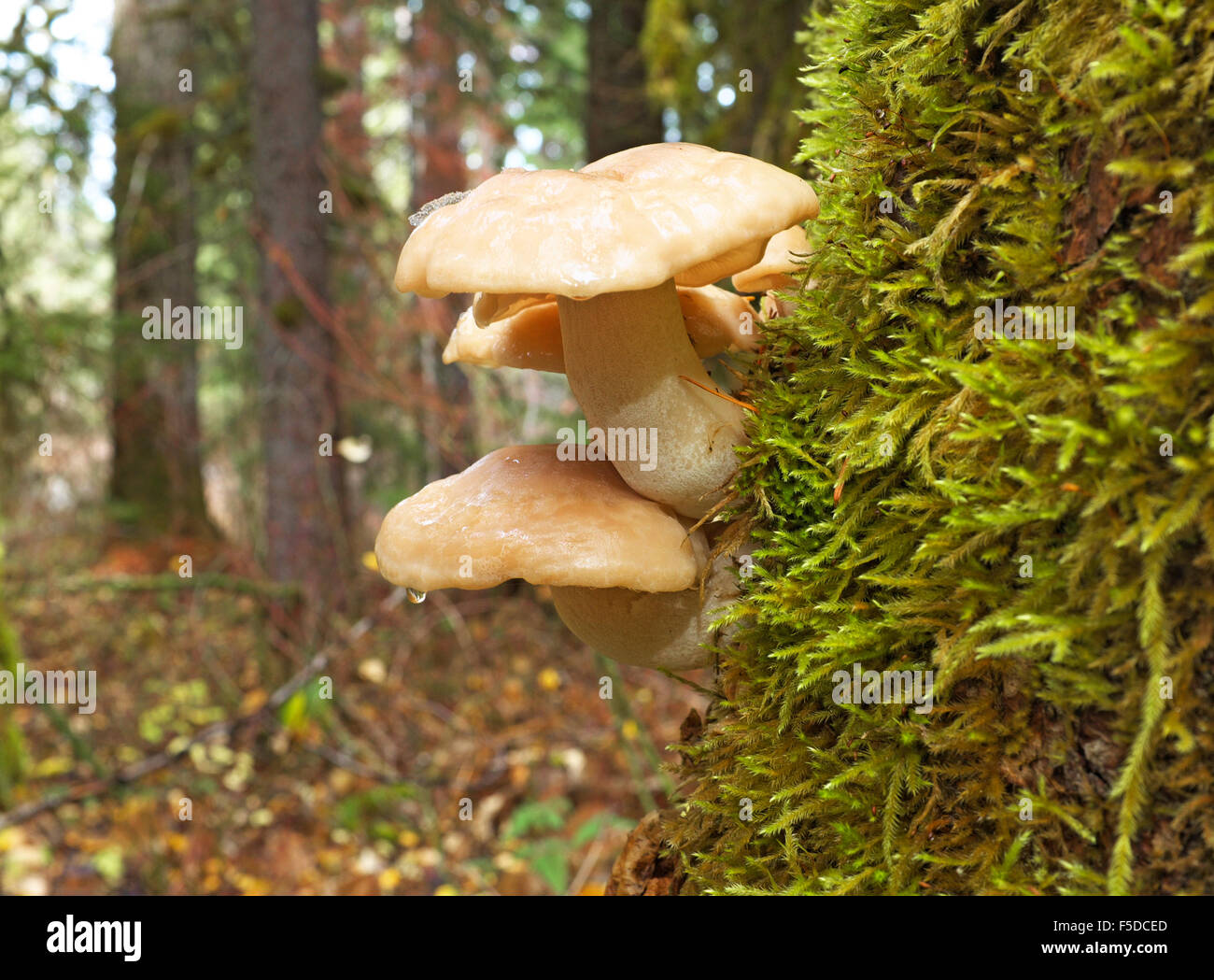 Les champignons Hypsizygus ulmarius, passant le tronc d'un grand sapin dans le Pacifique Nord-Ouest Banque D'Images