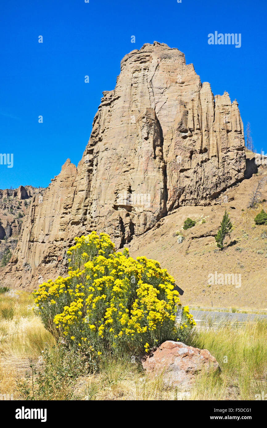Lapin jaune vif, également connu sous le nom de bush chamisa, en fleur en septembre dans l'Absaroka Montagnes de l'ouest du Wyoming. Banque D'Images