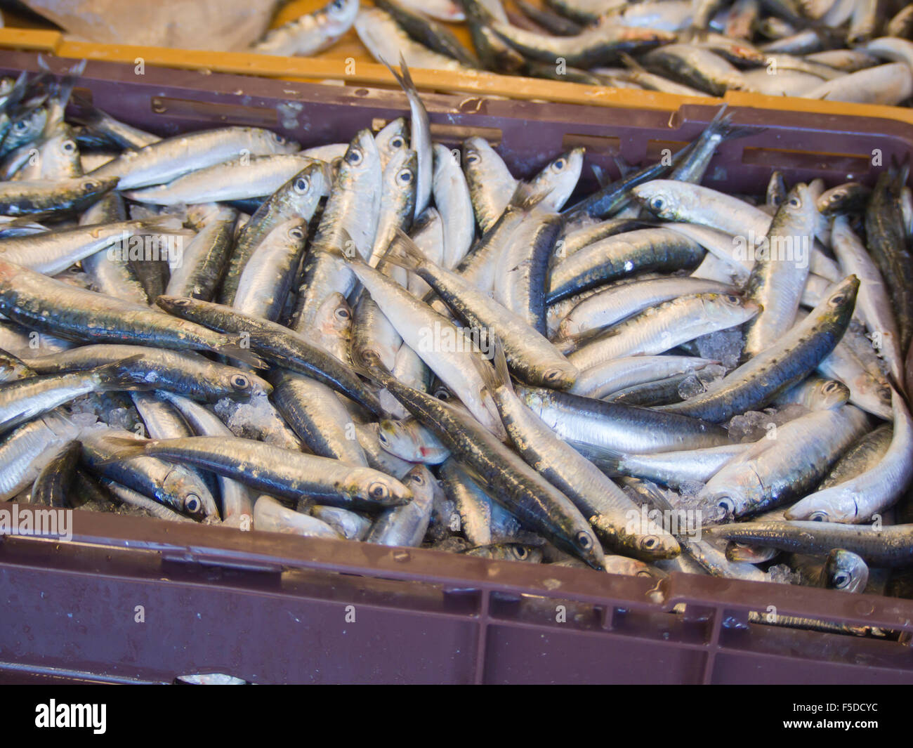 Le marché aux poissons dans le quartier de Gruz Dubrovnik Croatie, la capture de poissons frais de la Méditerranée sur l'offre, les sardines à la case Banque D'Images