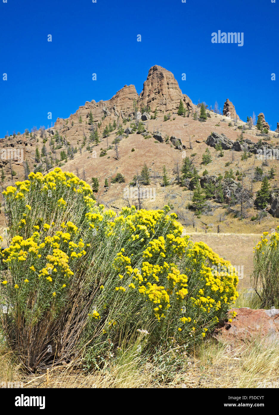 Lapin jaune vif, également connu sous le nom de bush chamisa, en fleur en septembre dans l'Absaroka Montagnes de l'ouest du Wyoming. Banque D'Images